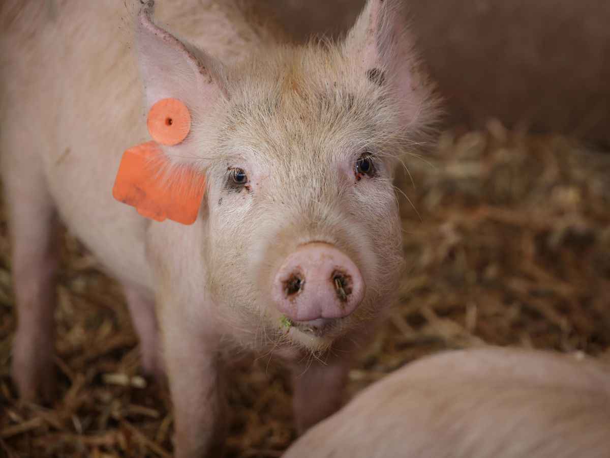piccolo maialino rosa