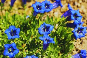 ginestre