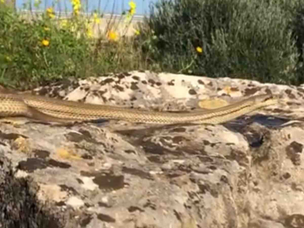Serpente Cervone