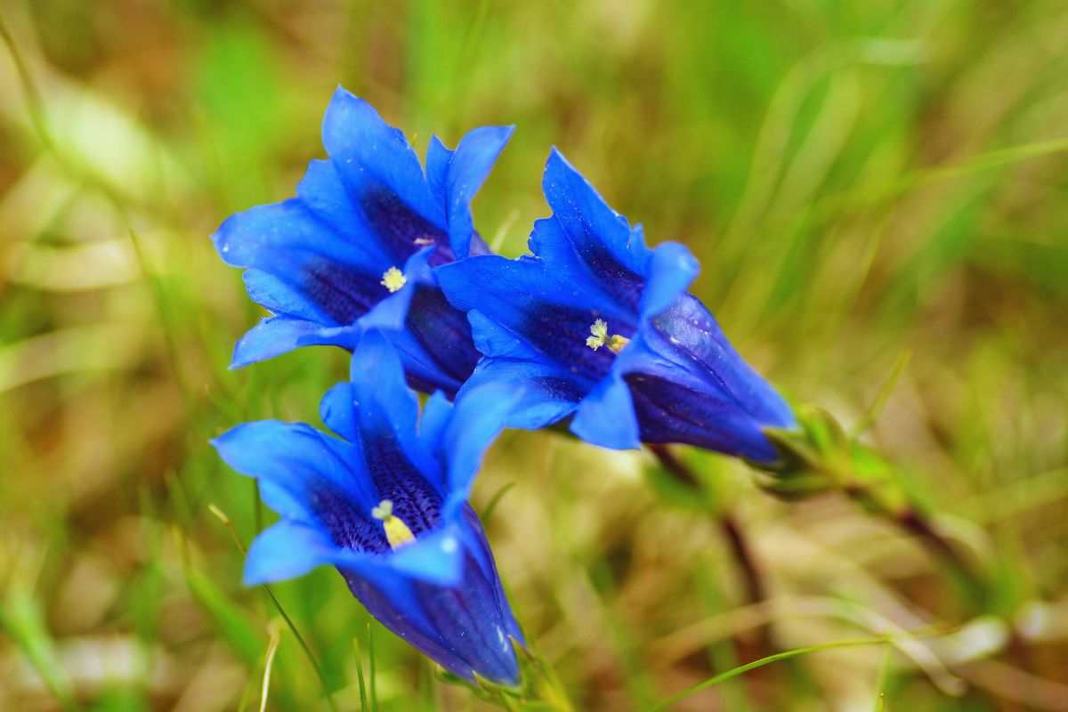fiori blu