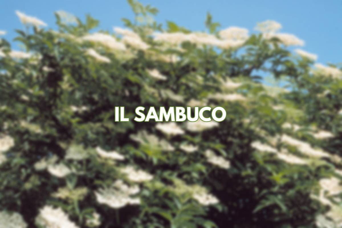 Tutto sul sambuco