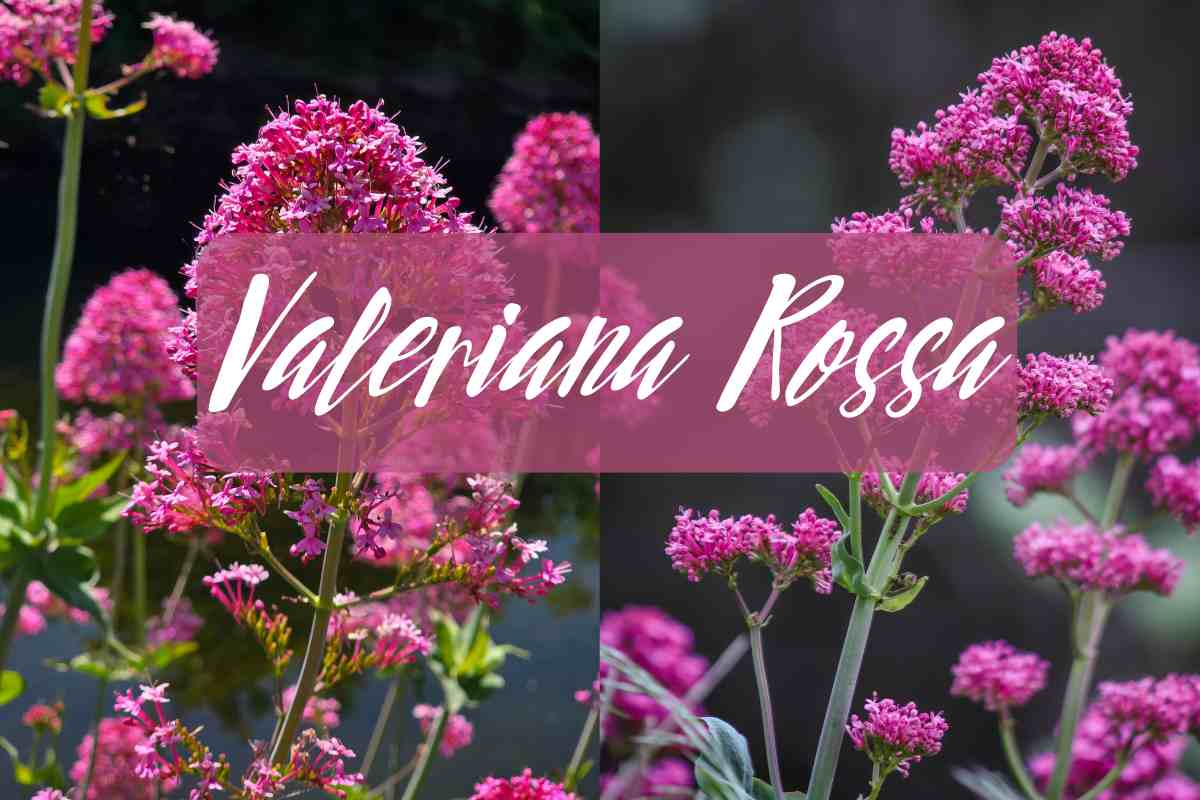 valeriana rossa